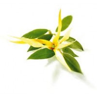Lime (Citrus aurantifolia) Organic Essential Oil – Wingsets